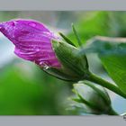 Hibiskus