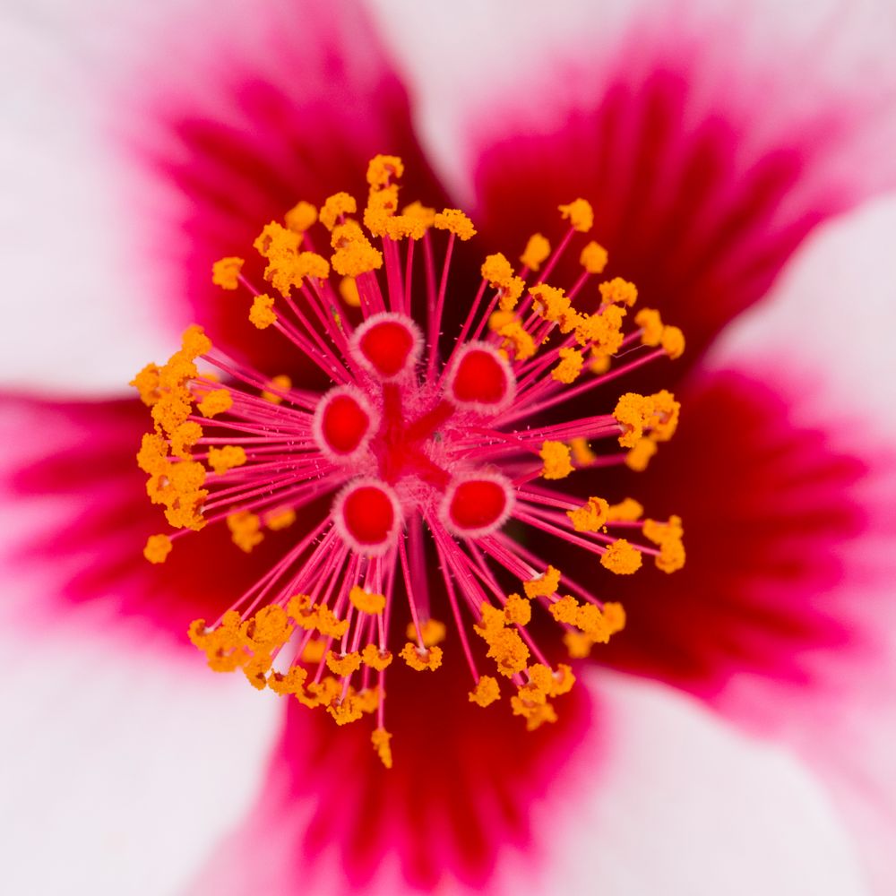 Hibiskus