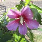 Hibiskus 2