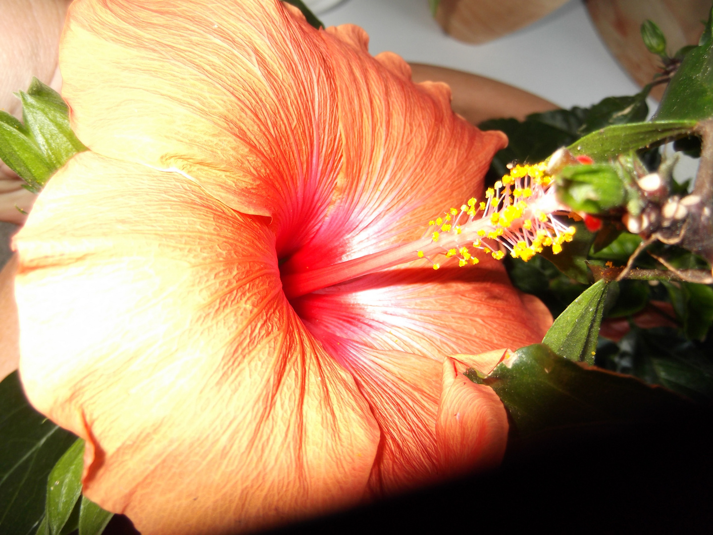 Hibiskus 2