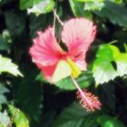 Hibiskus 2