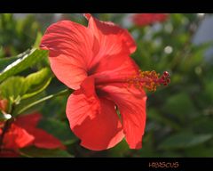 Hibiskus (2)