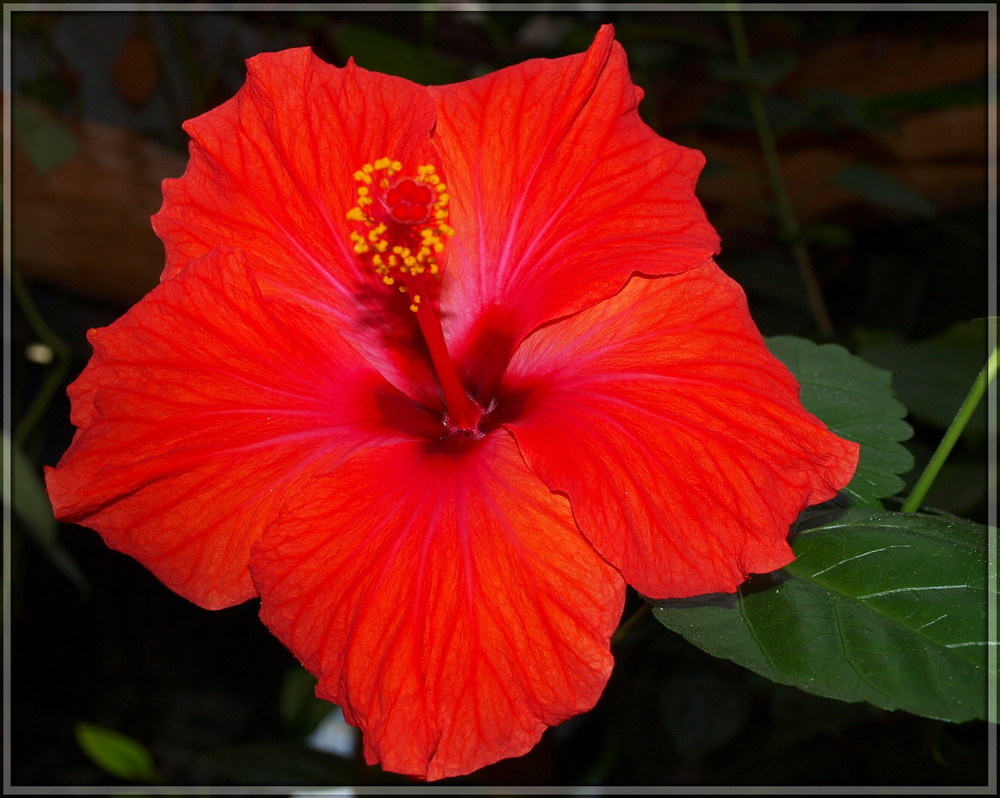 Hibiskus 2