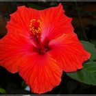 Hibiskus 2