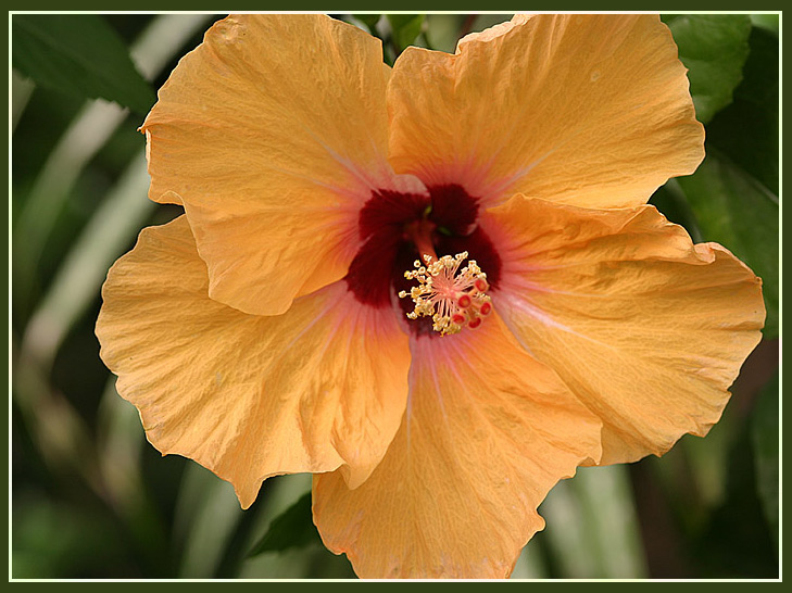 Hibiskus 2