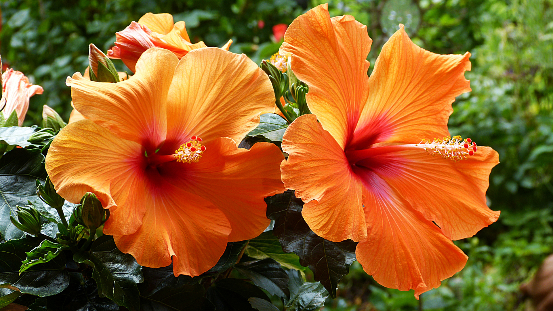 Hibiskus 2