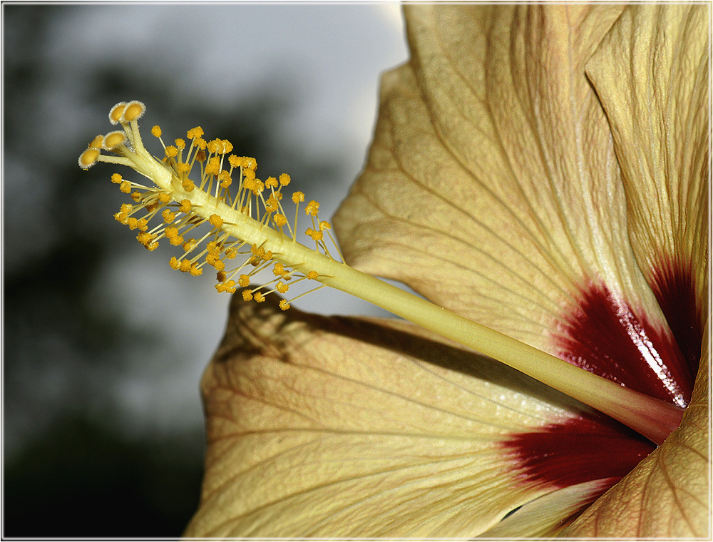 HIBISKUS 2