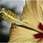 HIBISKUS 2