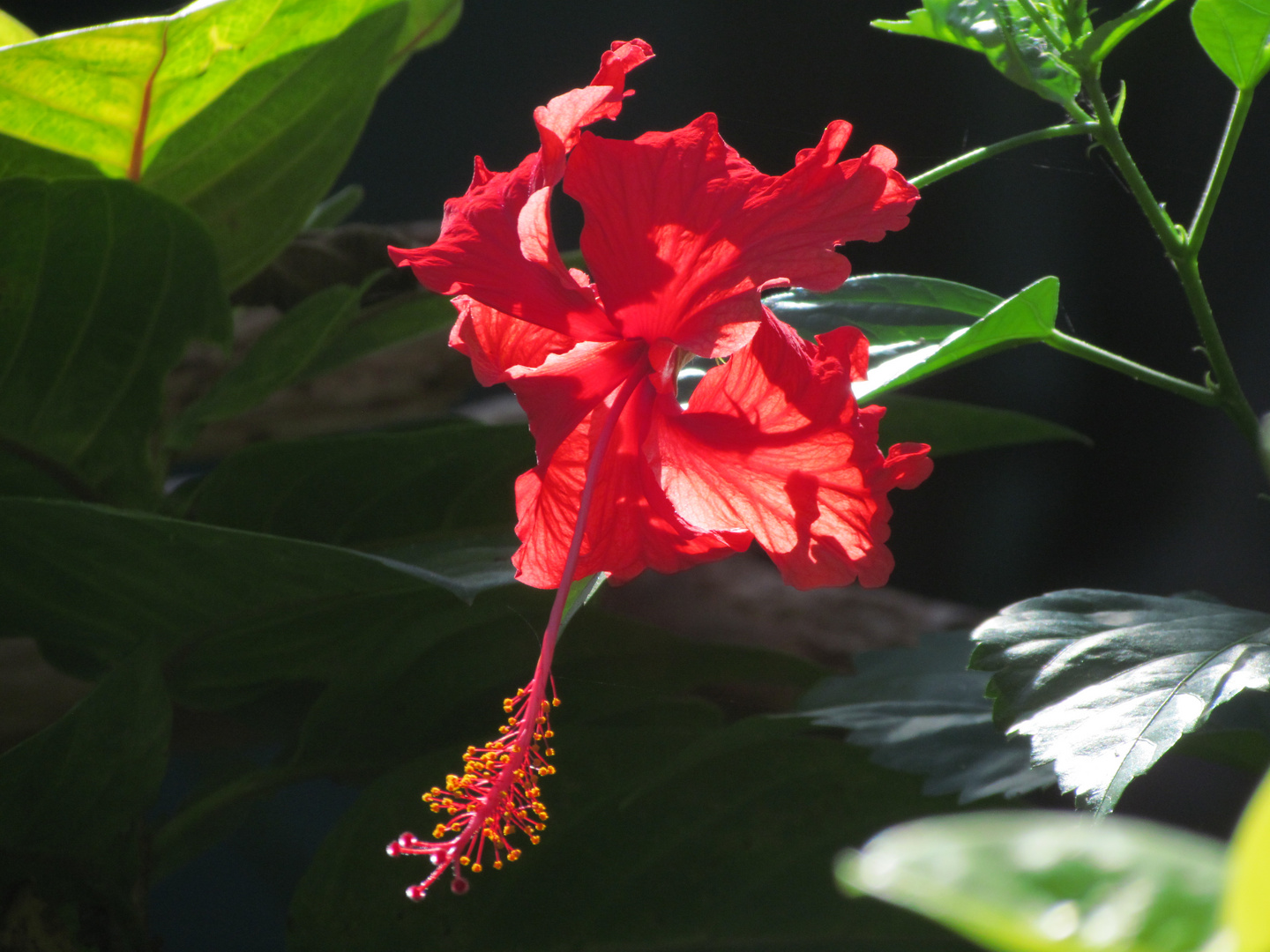 Hibiskus 2