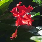 Hibiskus 2