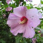 Hibiskus 2 