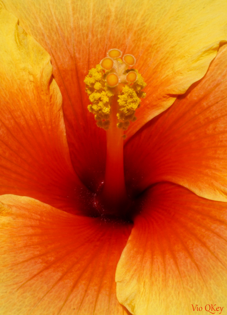 Hibiskus 2