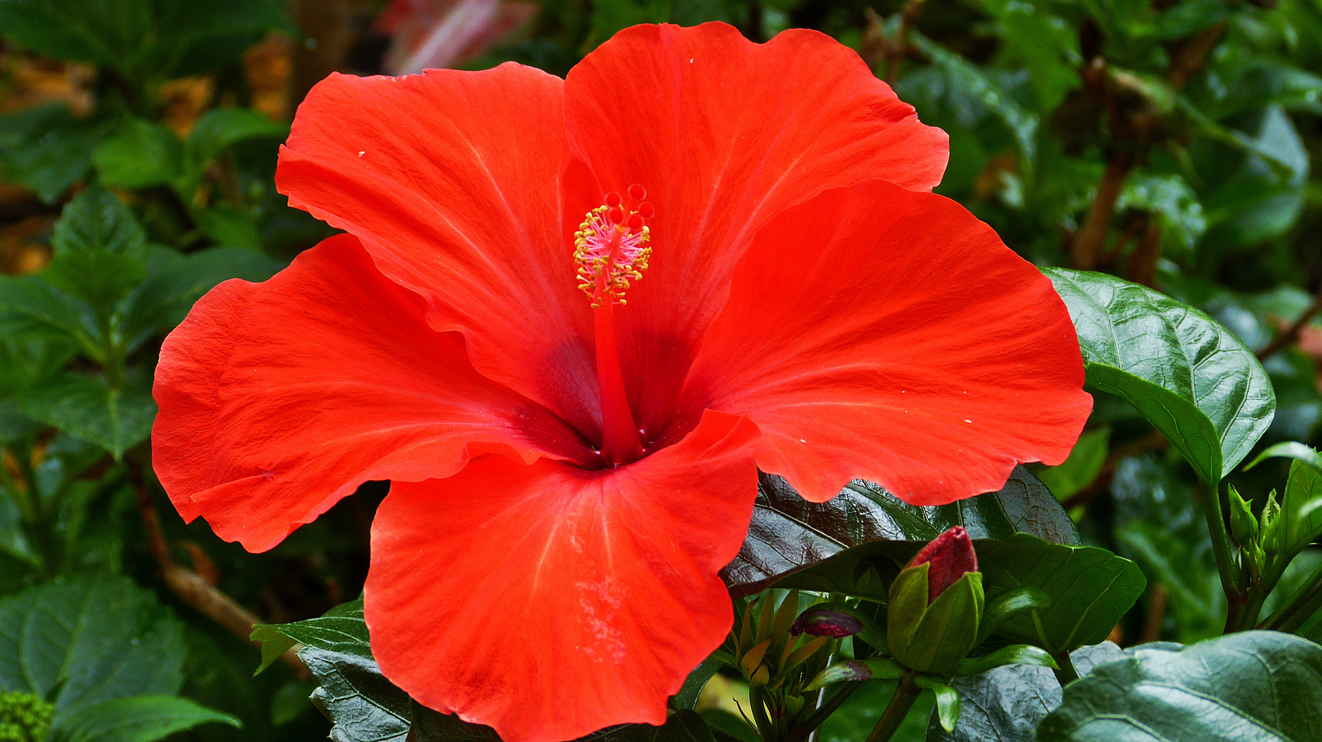 Hibiskus 2