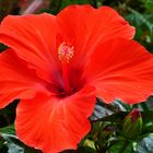 Hibiskus 2