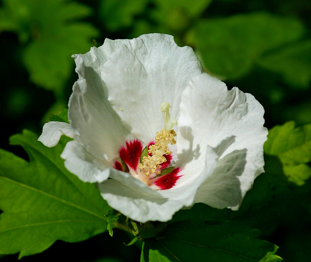 Hibiskus 2