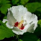 Hibiskus 2