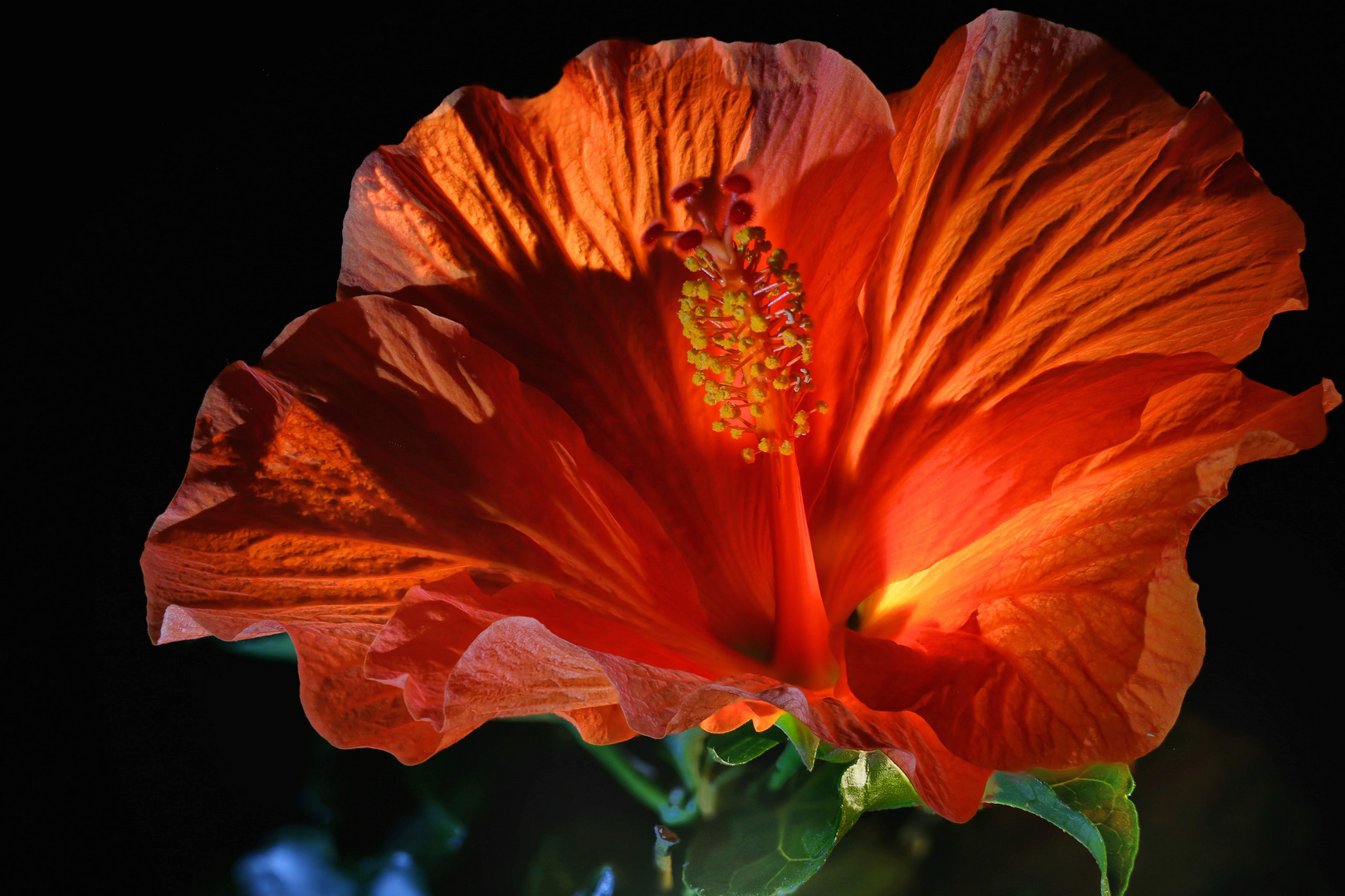 Hibiskus 2