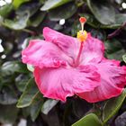 Hibiskus 2