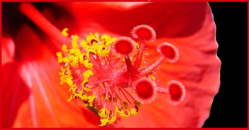 Hibiskus 2