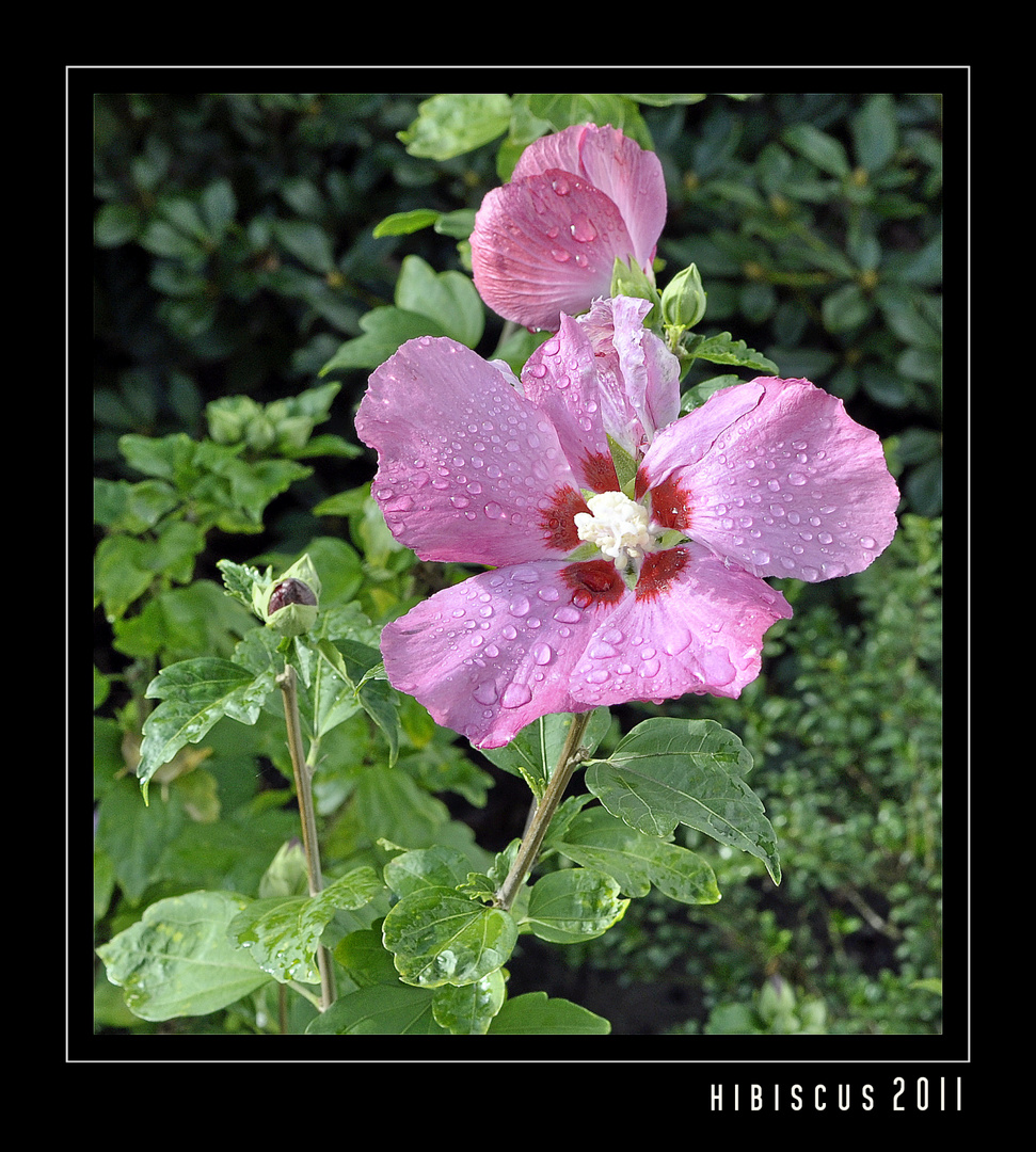 Hibiskus 2011