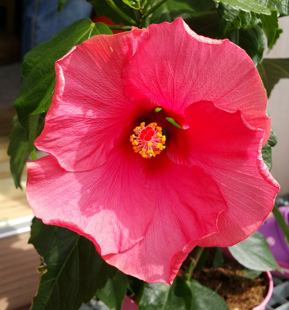 Hibiskus 2015