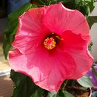 Hibiskus 2015