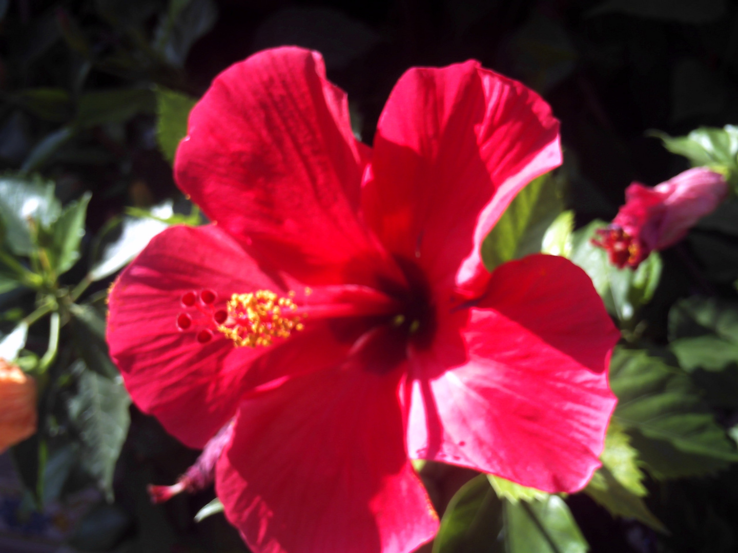 HIBISKUS