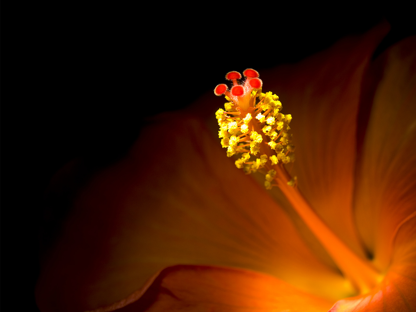 Hibiskus