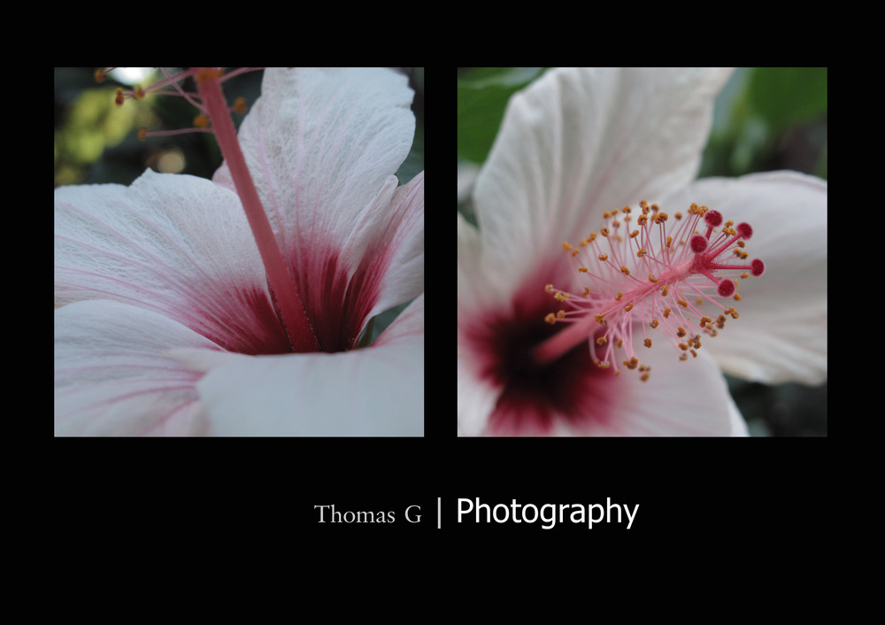 Hibiskus