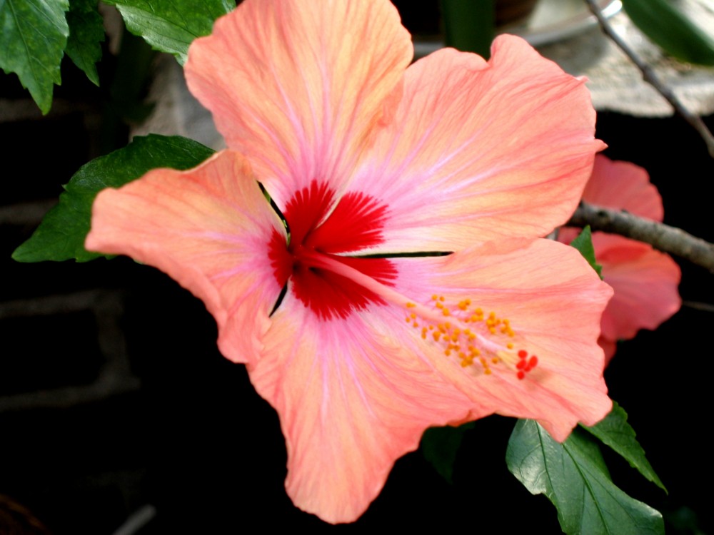 Hibiskus