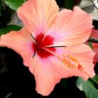 Hibiskus