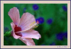 Hibiskus