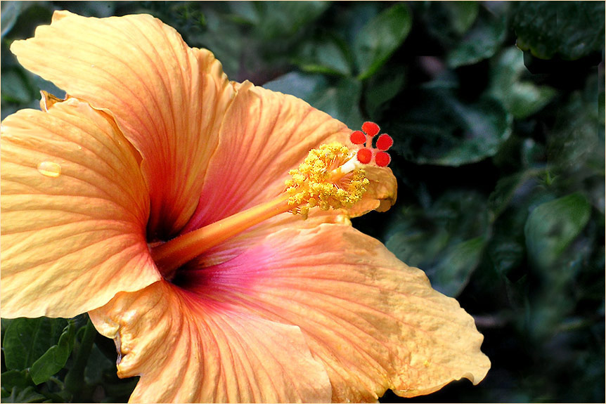 Hibiskus