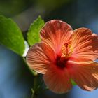 Hibiskus