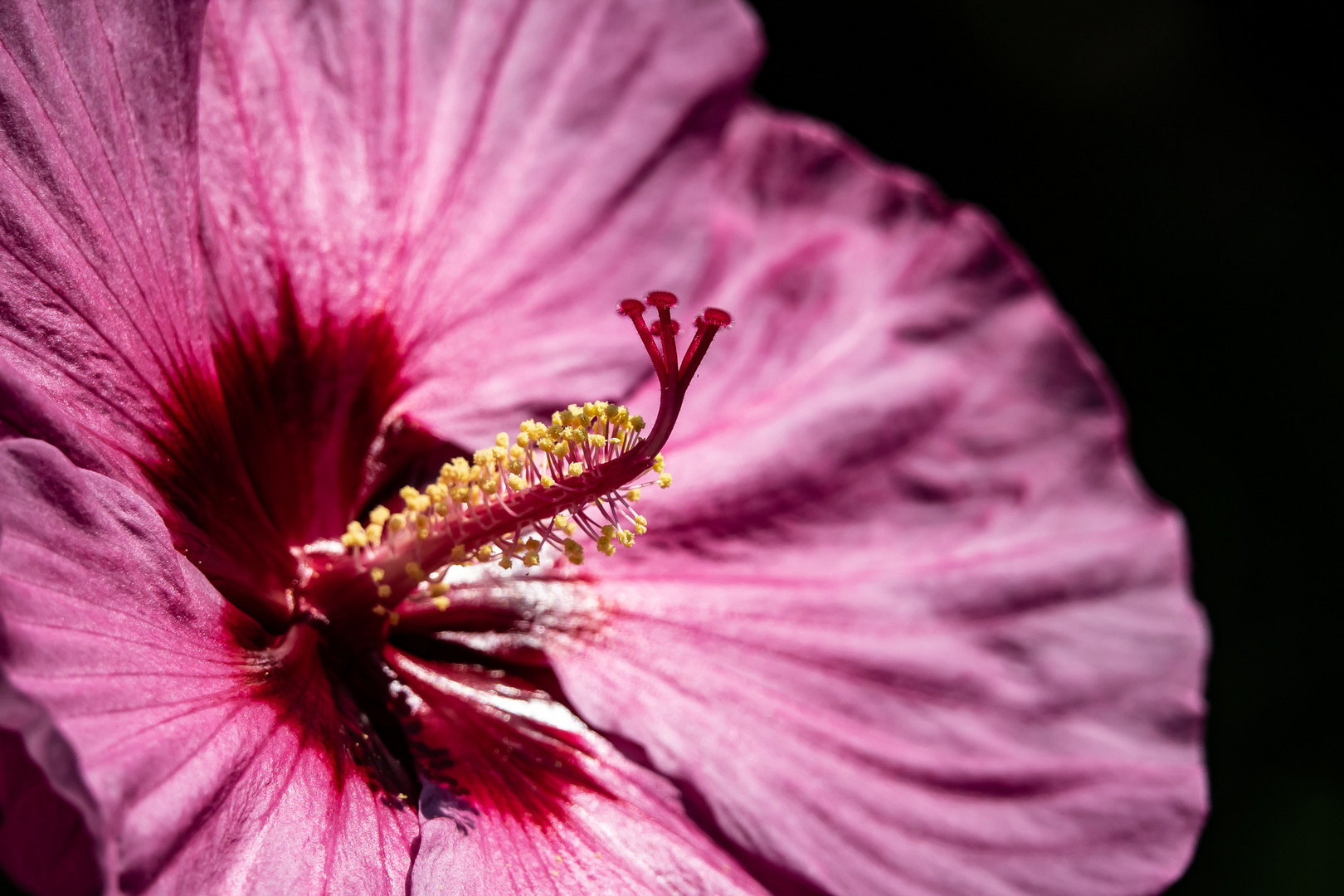 Hibiskus