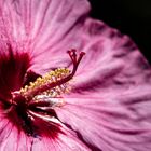 Hibiskus