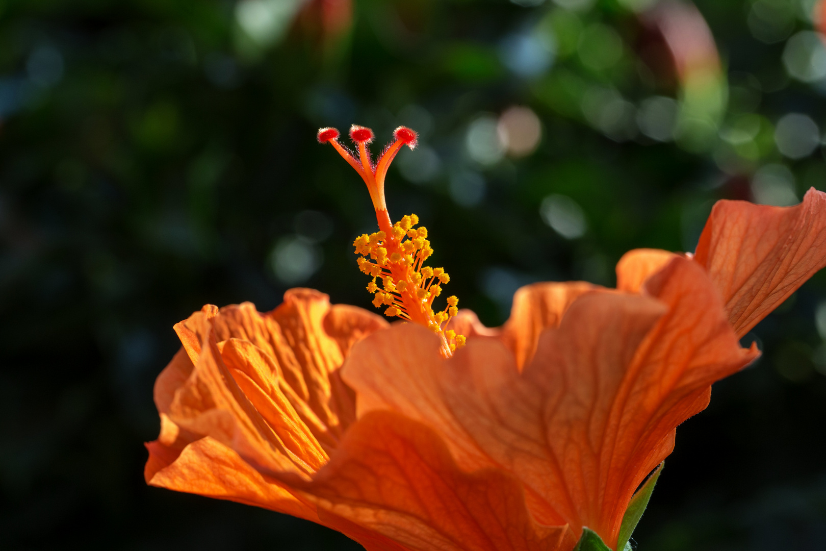 Hibiskus