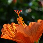 Hibiskus