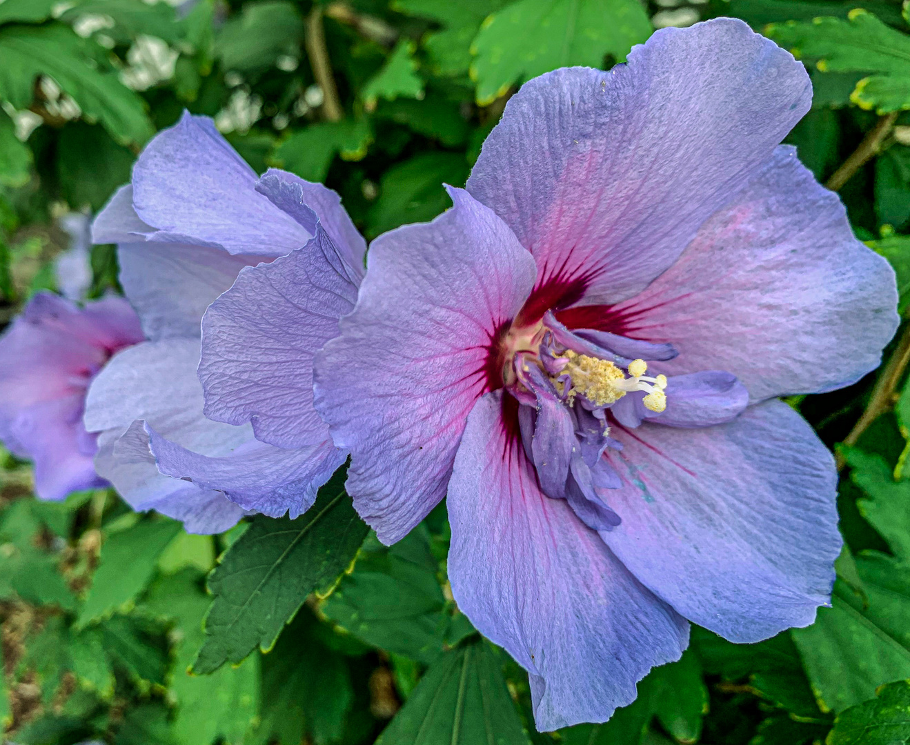 Hibiskus 