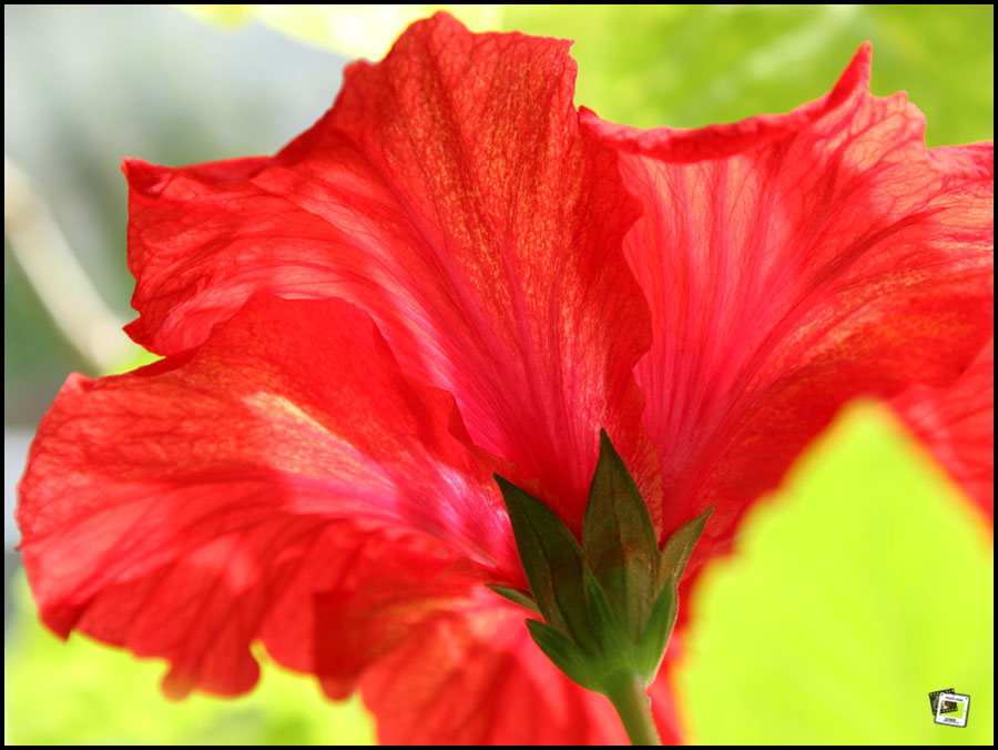 Hibiskus