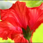 Hibiskus