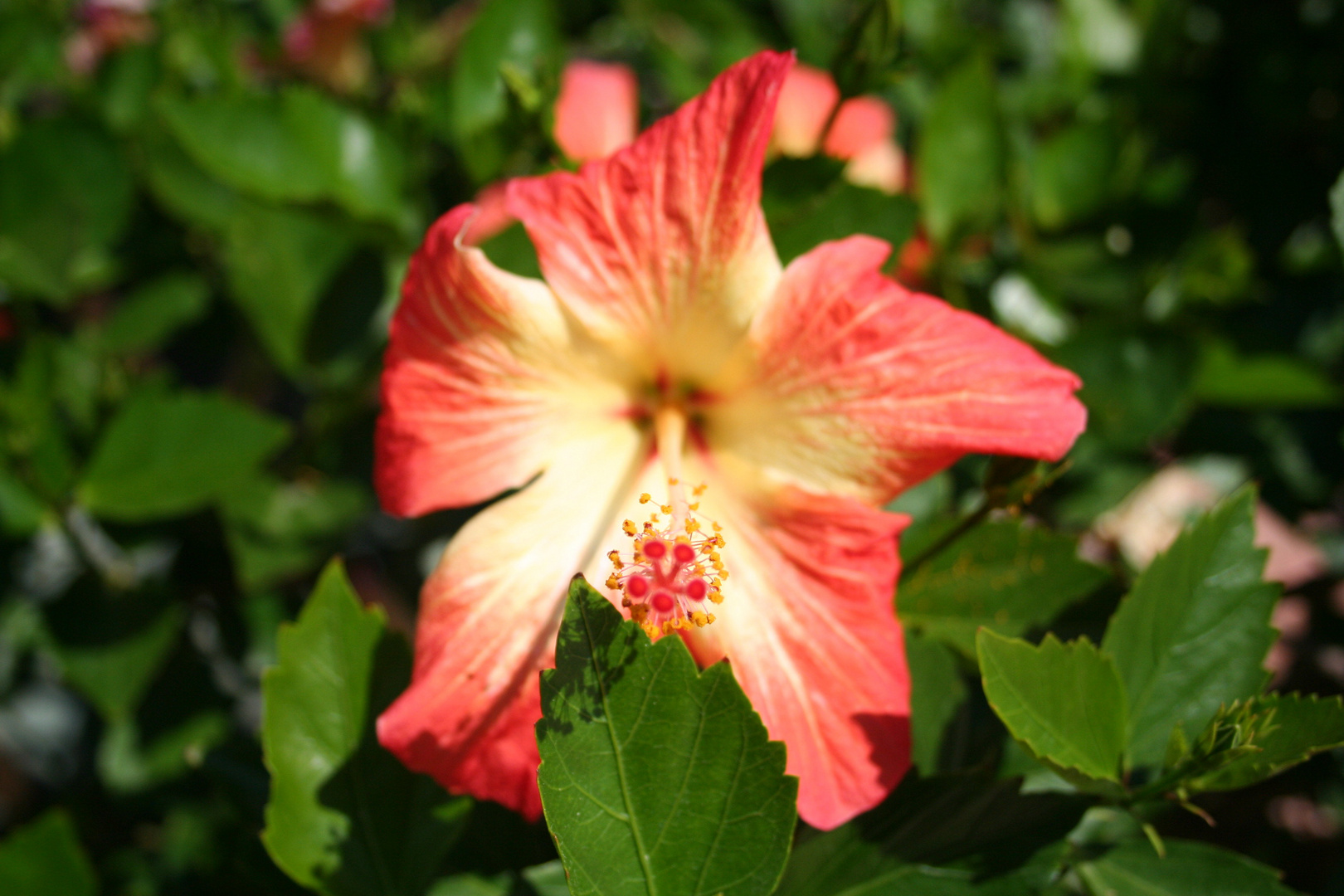 Hibiskus