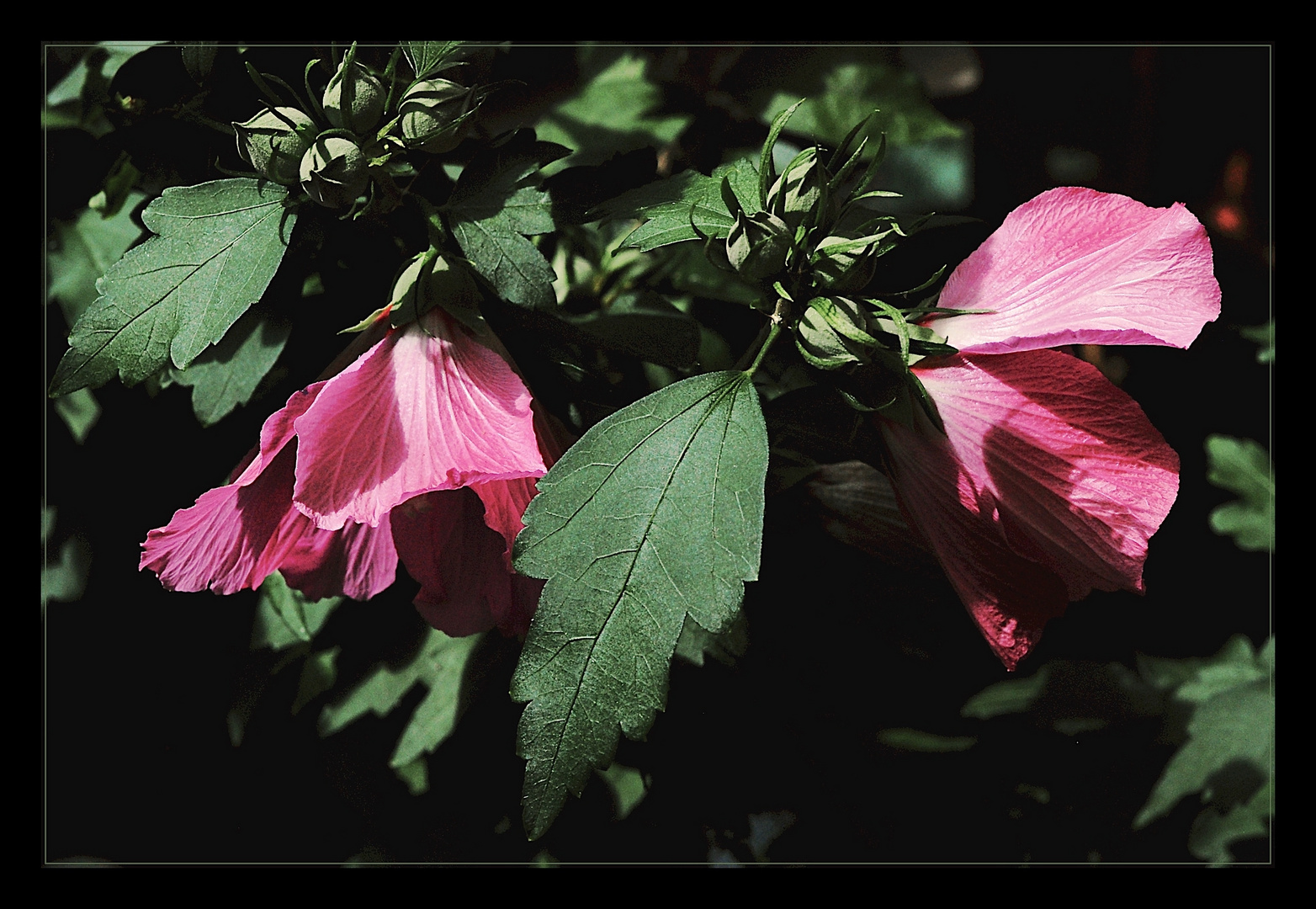 Hibiskus