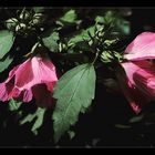 Hibiskus