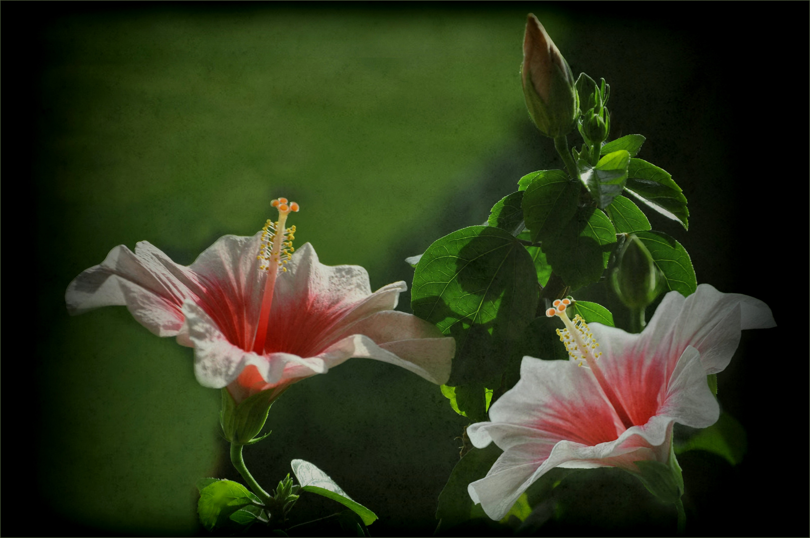 Hibiskus