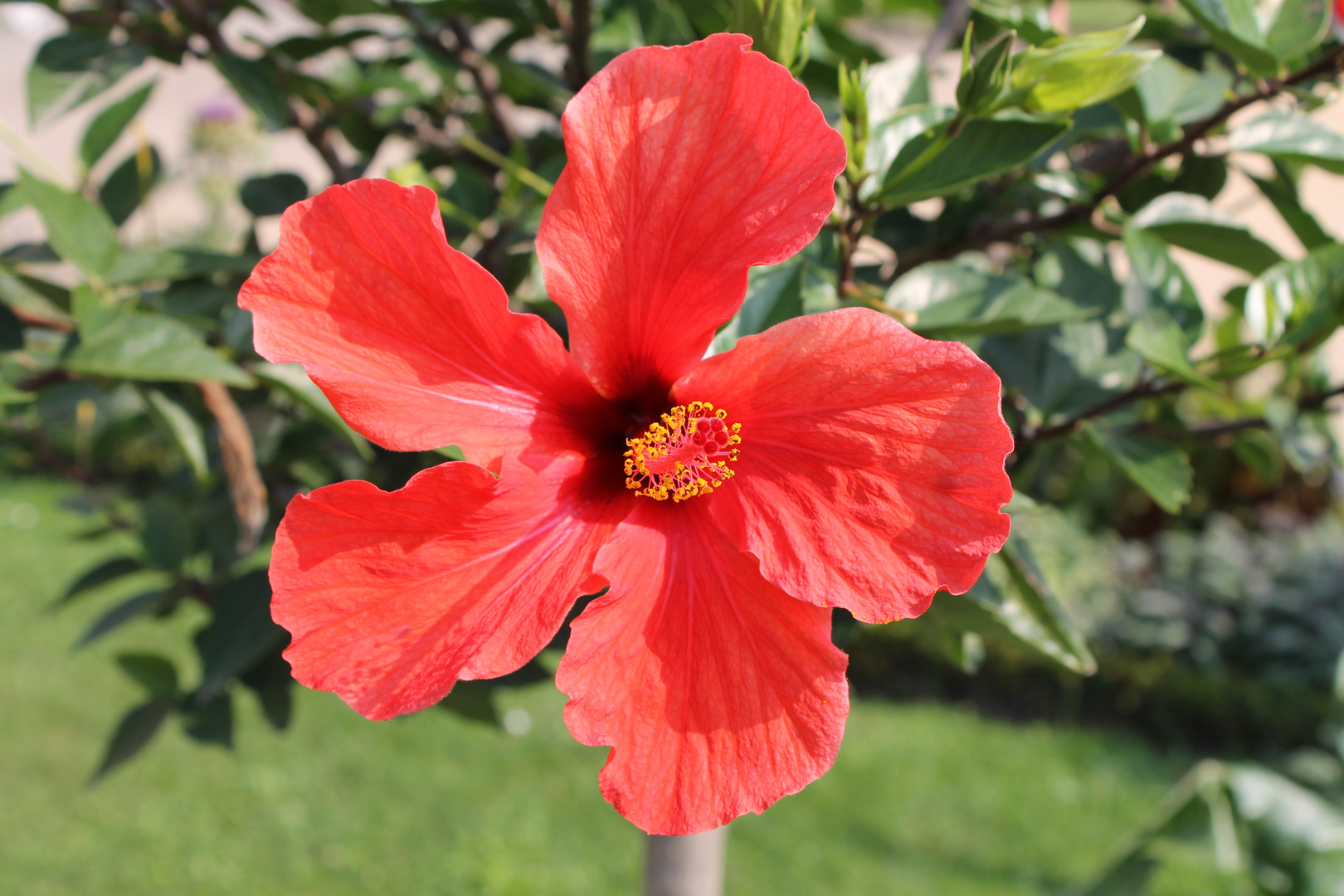 Hibiskus