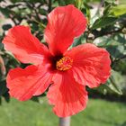 Hibiskus