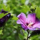 Hibiskus