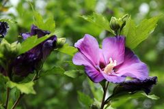 Hibiskus