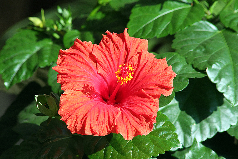 Hibiskus